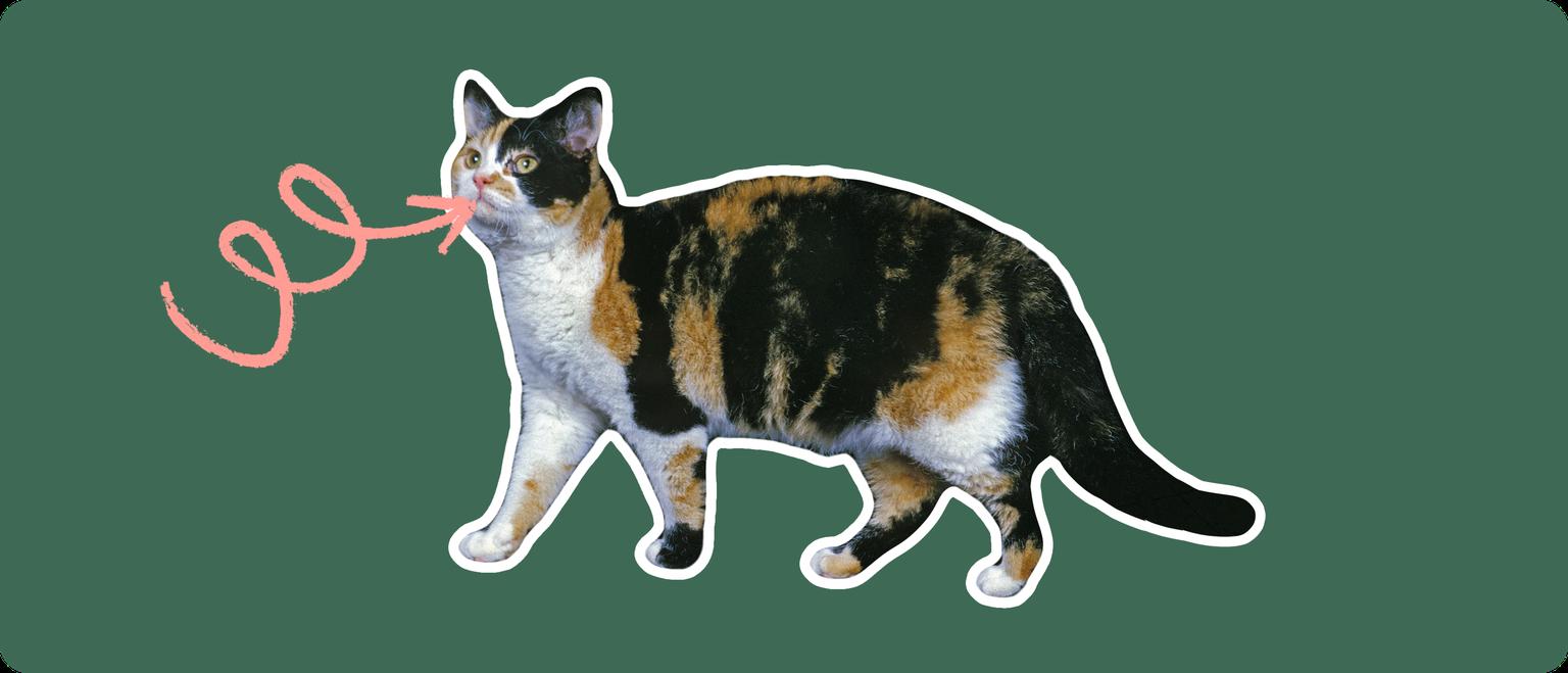 ut out with a white outline, with a pink arrow pointing to it's mouth, on a solid green background
