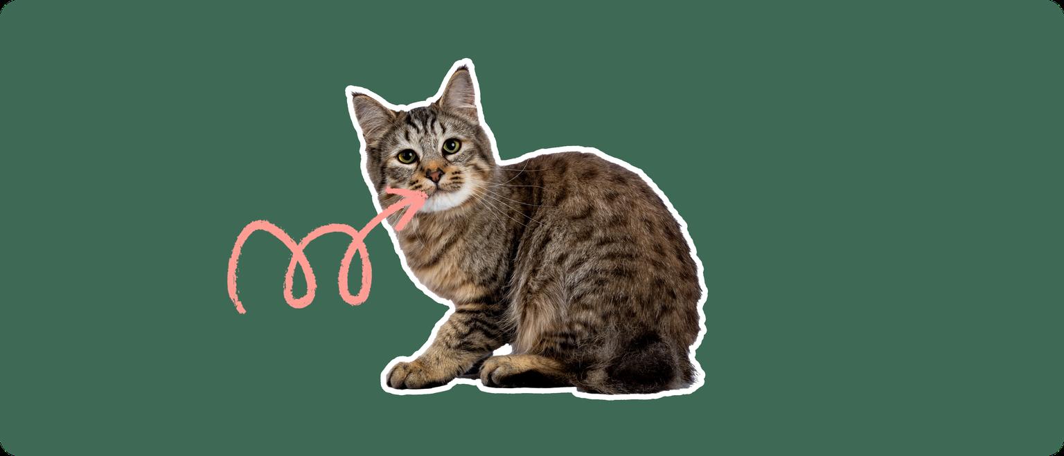 A pixie-bob cat cut out with a white outline, with a pink arrow pointing to it's mouth, on a solid green background