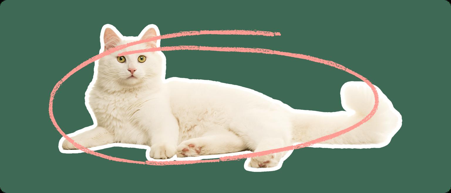 A Himalayan cat cut out with a white outline on a green background with a pink circle around it's body