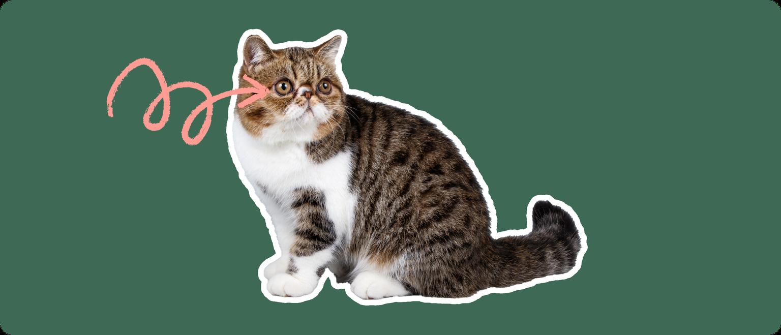 An exotic shorthair cat cut out with a white stroke, on a green background, with a pink arrow pointing at it's eye