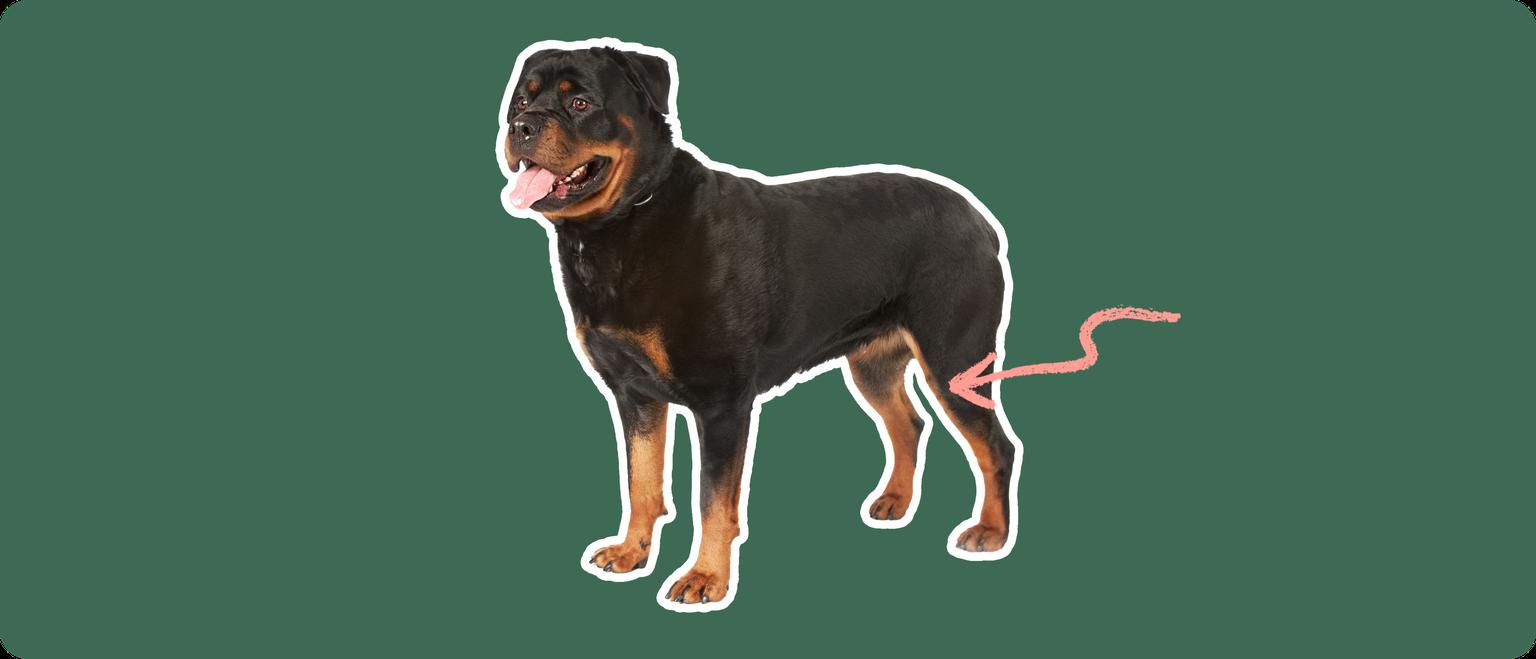 Image of a Rottweiler with a pink arrow pointing at its knee