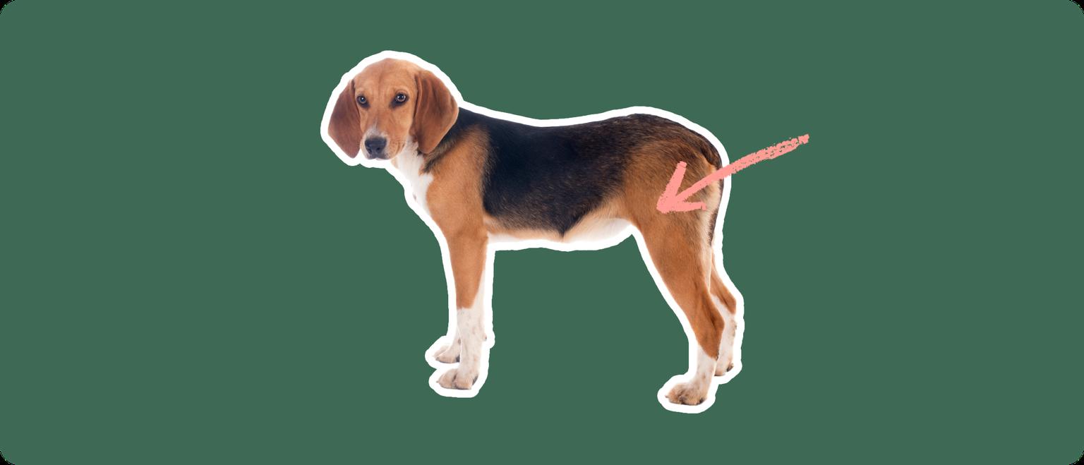A Harrier dog cut out with a white outline, with a pink arrow pointing to it's back hip, on a solid green background