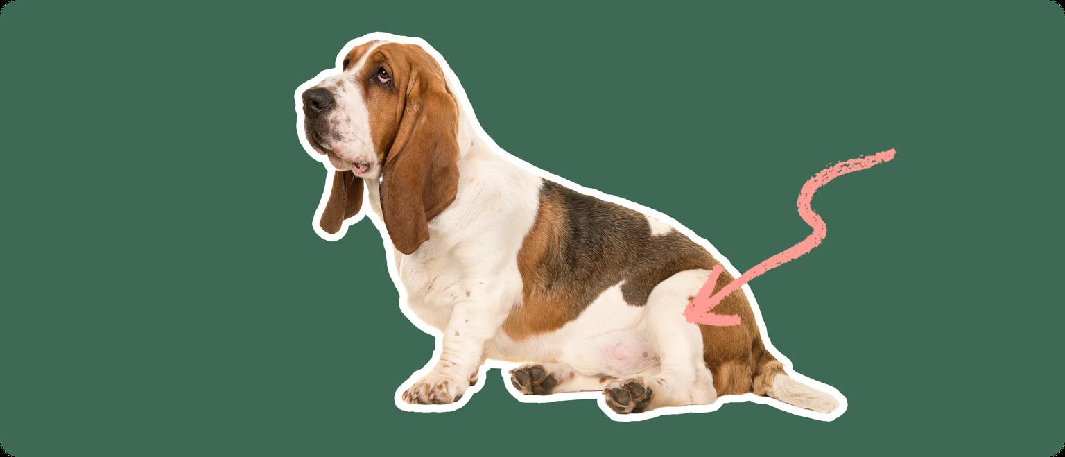 A Basset Hound dog cut out with a white outline on a green background with a pink arrow pointing to its back hip