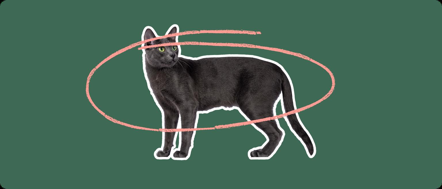 A Korat cat cut out with a white outline, with a pink circle around it's body, on a solid green background