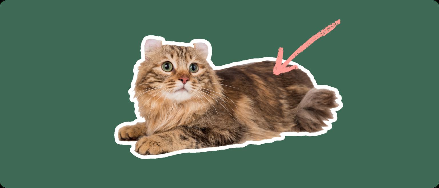 A brown American Curl cat cut out with a white outline, with a pink arrow pointing to it's upper back, on a solid green background