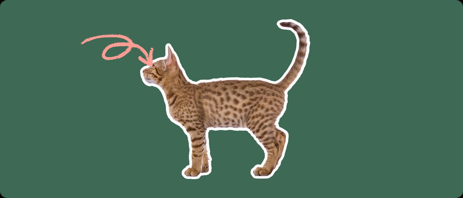 An Ocicat cut out with a white outline, with a pink arrow pointing to it's eye, on a solid green background