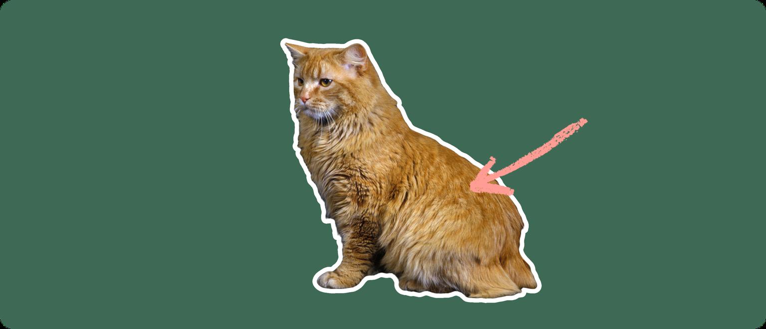 A long-haired orange cat with no tail, cut out with a white outline and a pink arrow pointing to it's upper back, on a solid green background