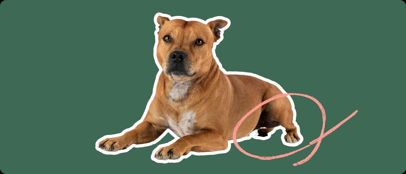 A Staffordshire Bull Terrier cut out with a white outline, with a pink circle around it's back legs, on a solid green background