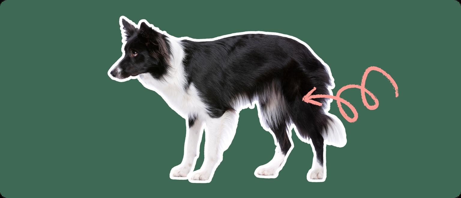 Image of a black-and-white Border Collie with a pink arrow drawn to its hip