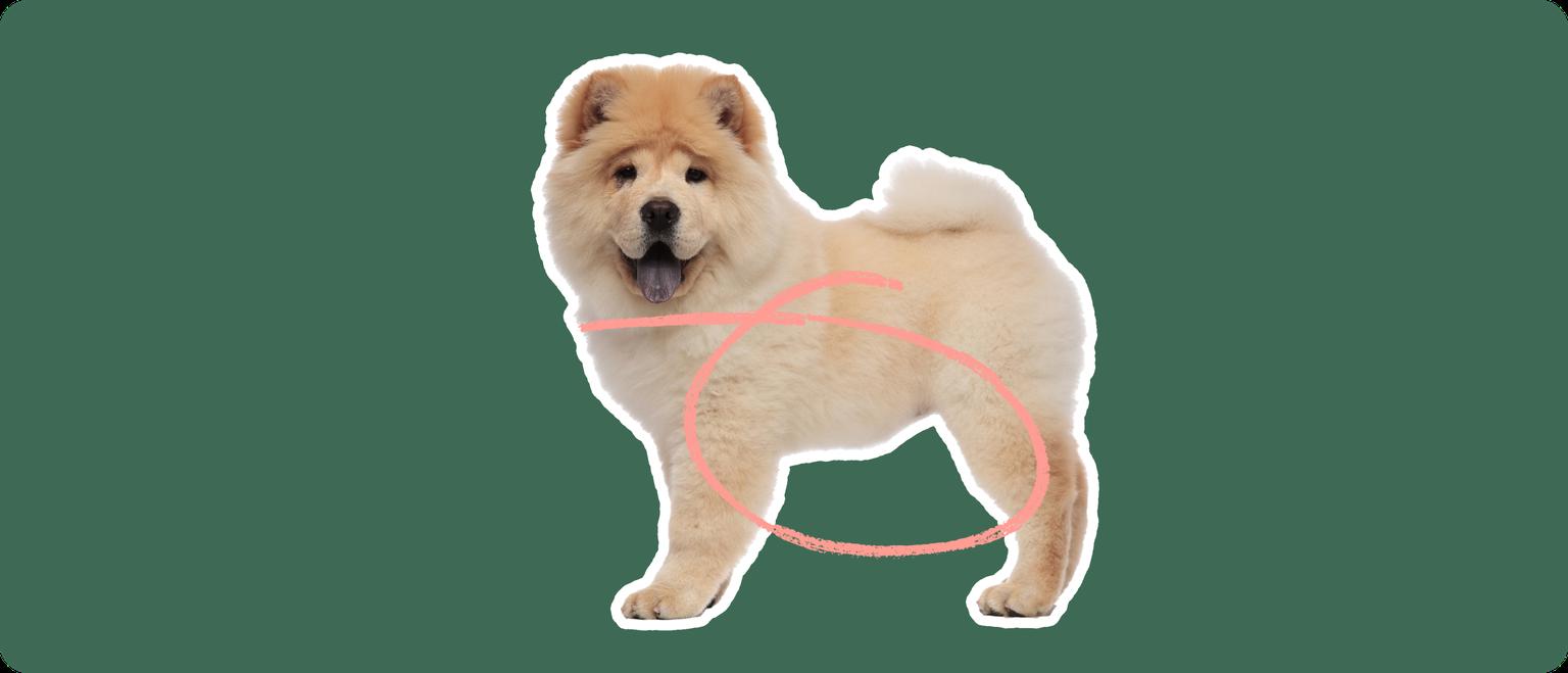 Chow chow dog with bloating or gastric torsion