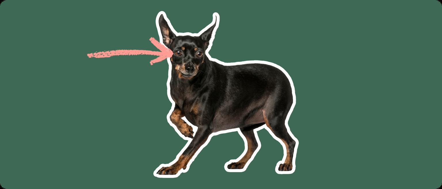 Miniature Pinscher with a pink arrow drawn to its eye