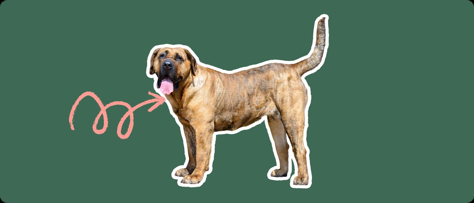 Presa Canario with a pink arrow drawn to its neck