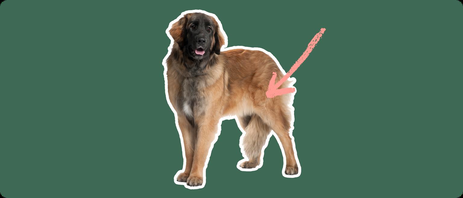 Leonberger dog with a pink arrow drawn to its hip