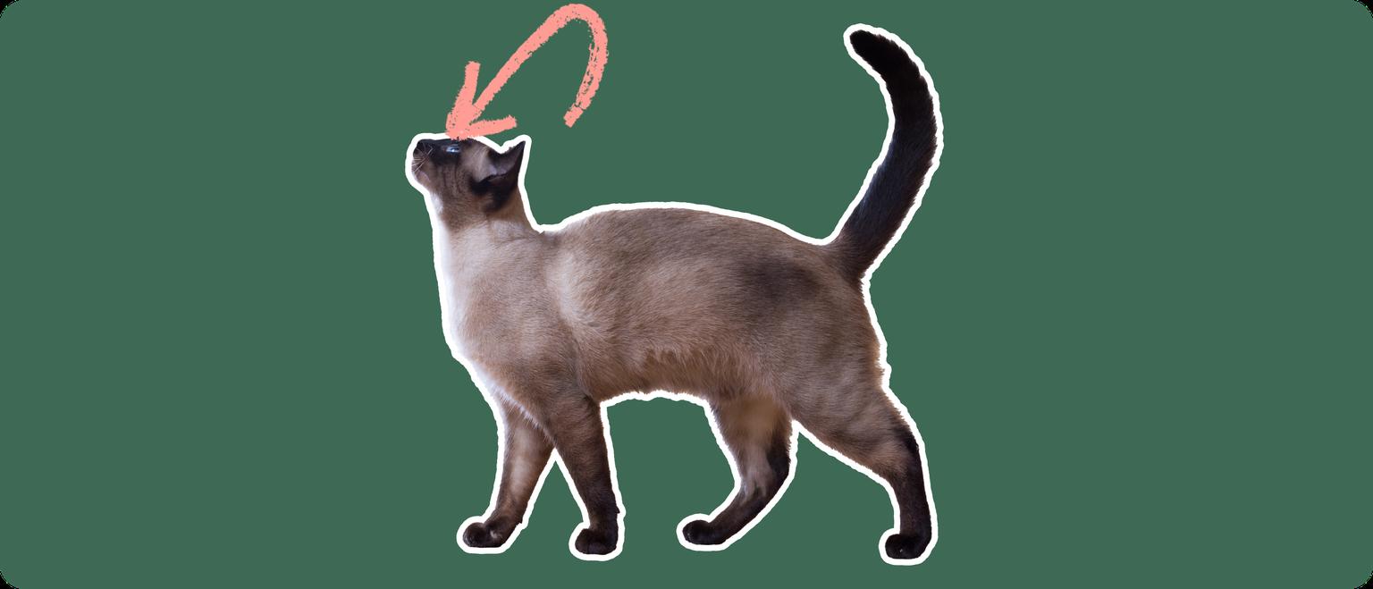 Siamese