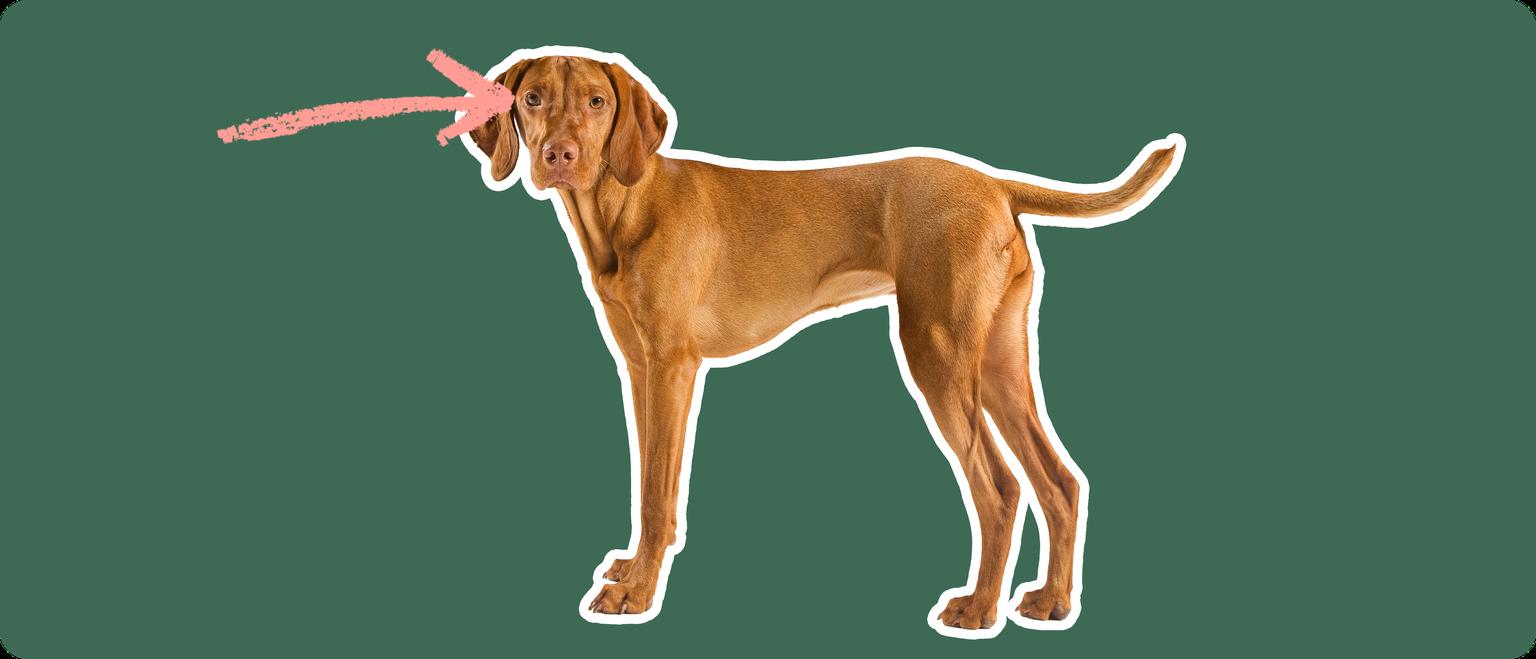 Image of a brown Vizsla with a pink arrow drawn to its eye