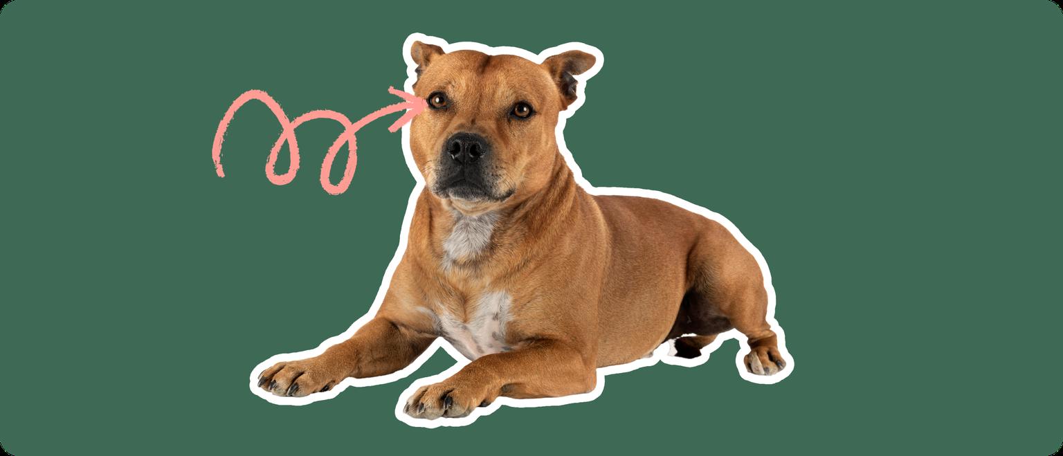 A Staffordshire Bull Terrier cut out with a white outline, with a pink arrow pointing to it's eye, on a solid green background