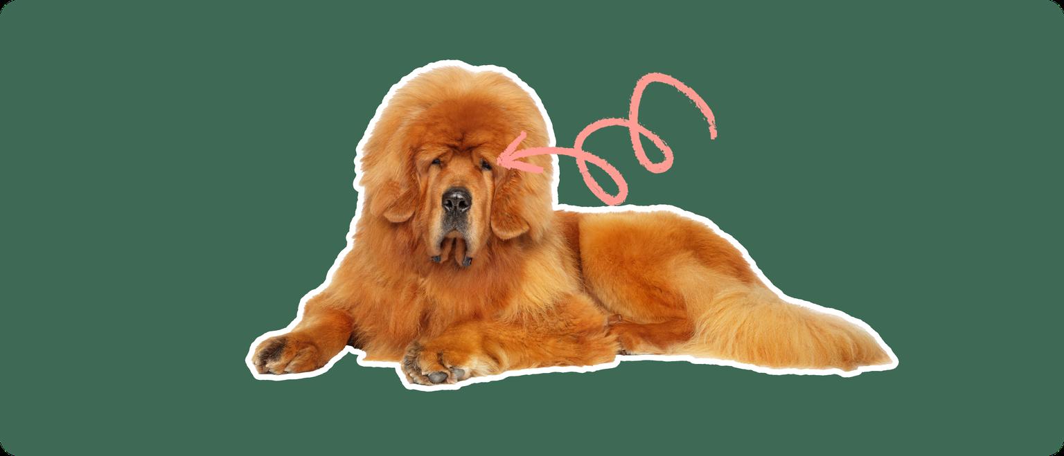 A Tibetan Mastiff cut out with a white outline, with a pink arrow pointing to it's eye, on a solid green background