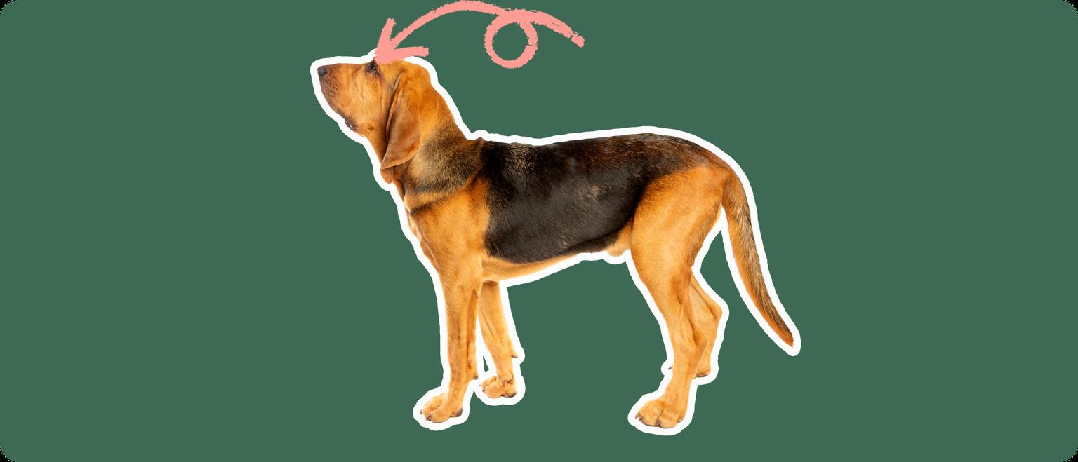 The sideview of a Bloodhound dog cut out with a white outline, with a pink arrow pointing to it's eye, on a solid green background