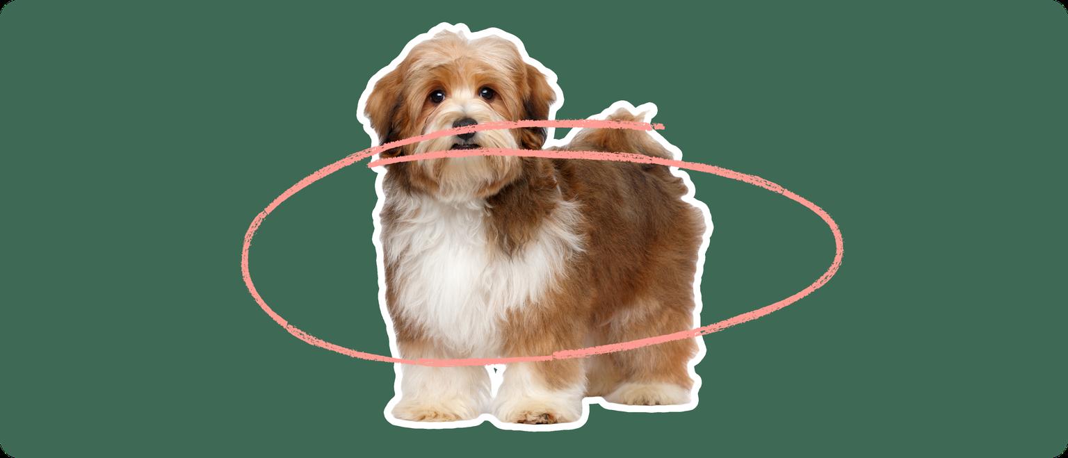 Image of a brown Havanese with a pink arrow drawn around its body