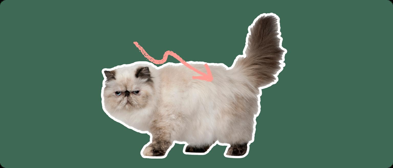 Persian