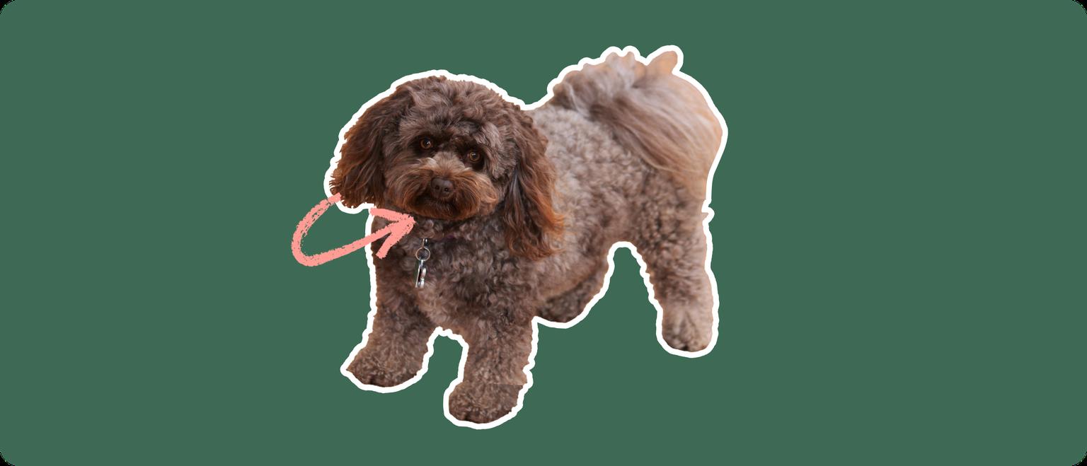 A curly brown Pomapoo dog cut out with a white outline, with a pink arrow pointing to it's neck, on a solid green background
