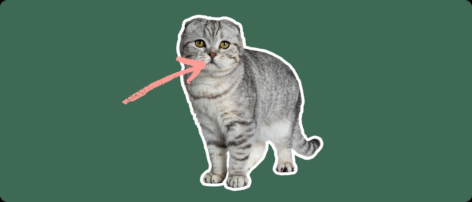 A grey and white scottish fold cat cut out, with a white outline, with a pink arrow pointing to it's mouth, on a solid green background