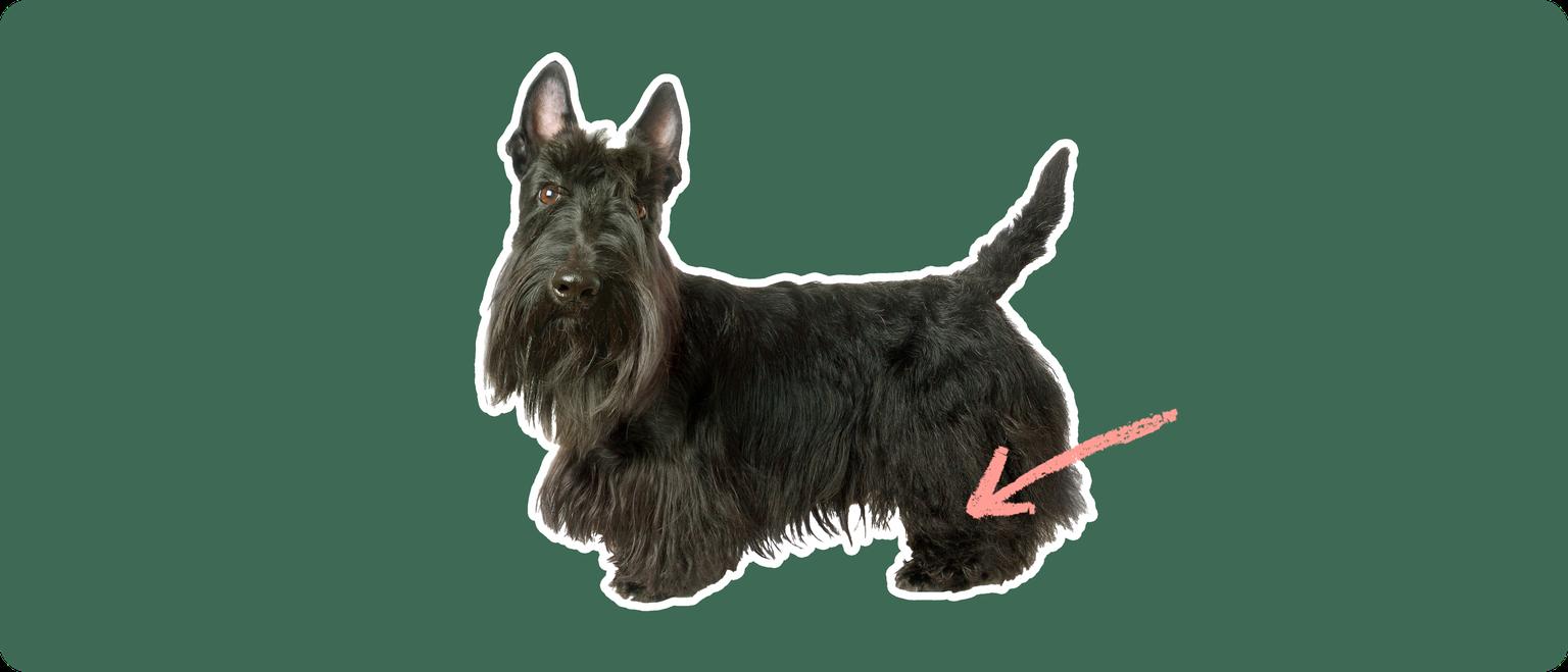 A Scottish Terrier cut out with a white outline, with a pink arrow pointing to it's back leg, on a solid green background