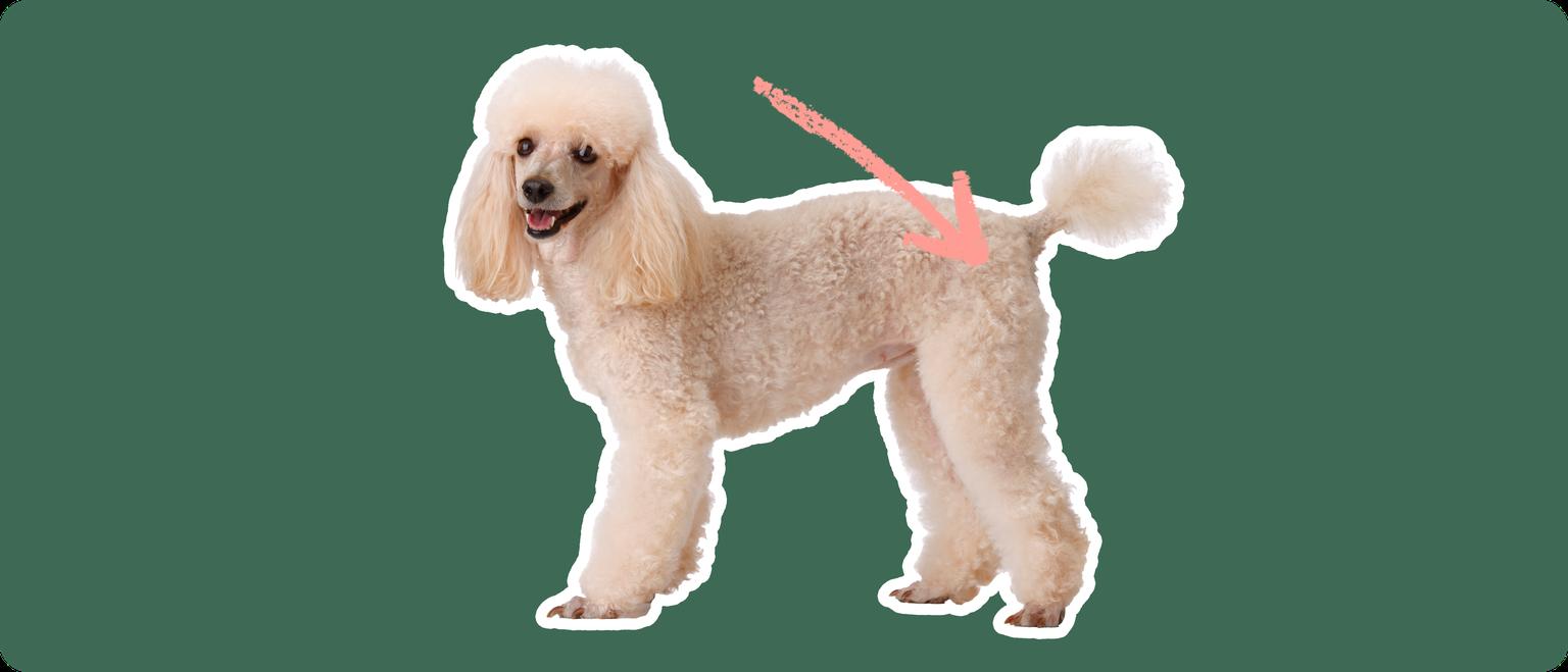 Image of a white Poodle with a pink arrow pointing to its hip