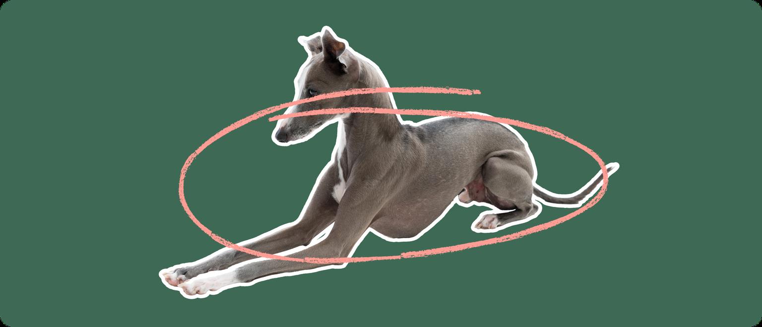 Image of a grey Italian Greyhound with a pink arrow drawn over its body