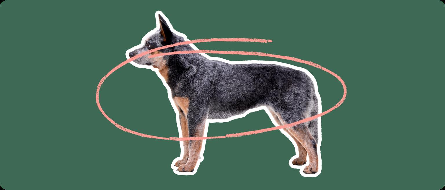 A robust Australian Cattle Dog with a distinctive mottled coat, standing profile. A pink looped line encircles the dog's midsection against a dark green background, indicating a concern for skin allergies in the breed.