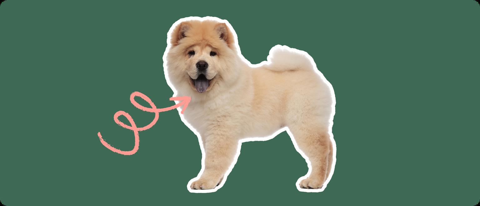 Image of a chow chow with hypothyroidism