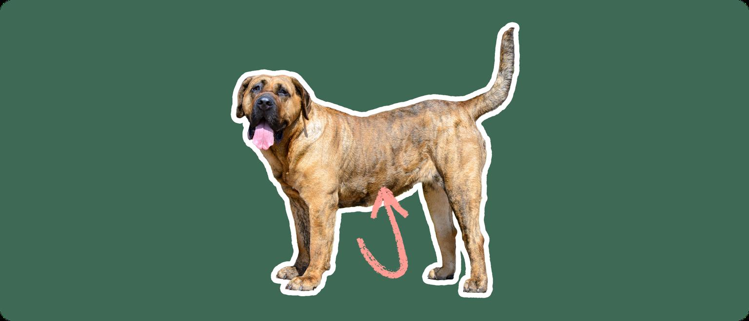 Presa Canario with a pink arrow drawn to its stomach