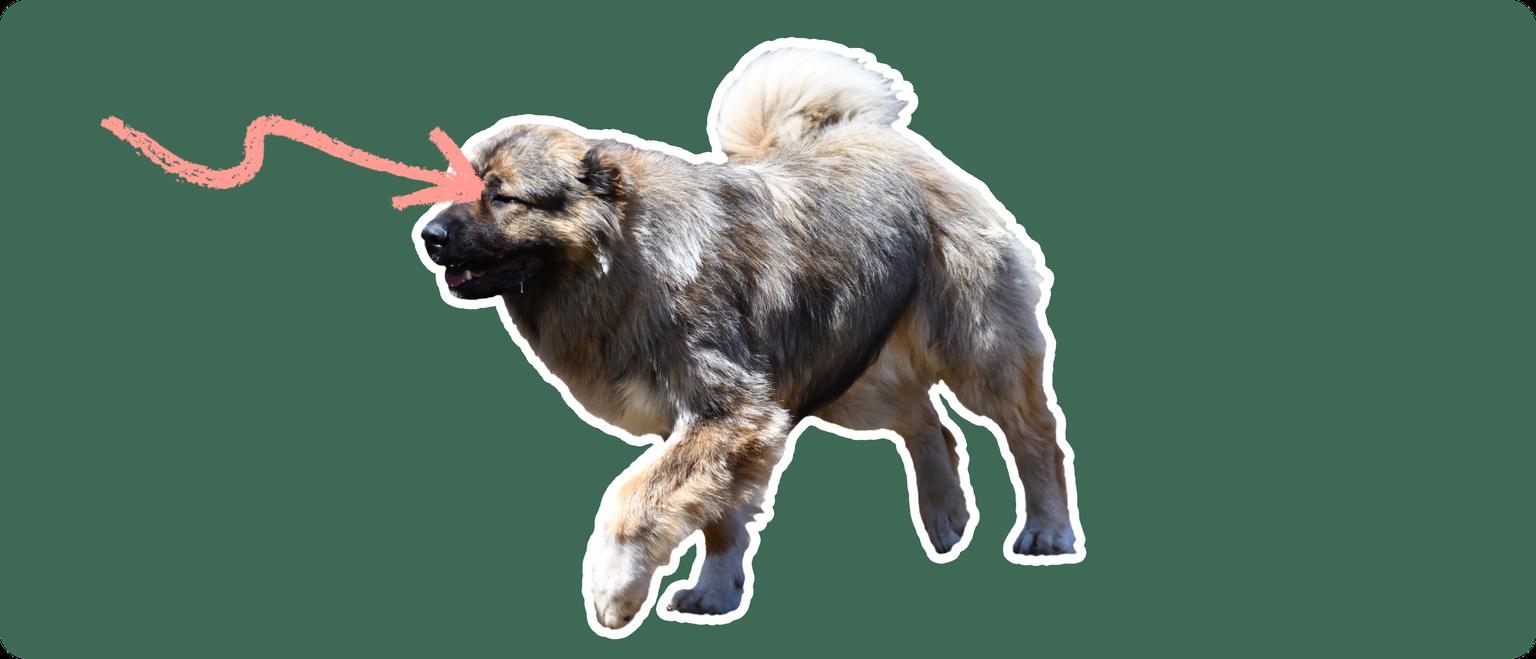 Caucasian Shepherd with a pink arrow drawn to its eye