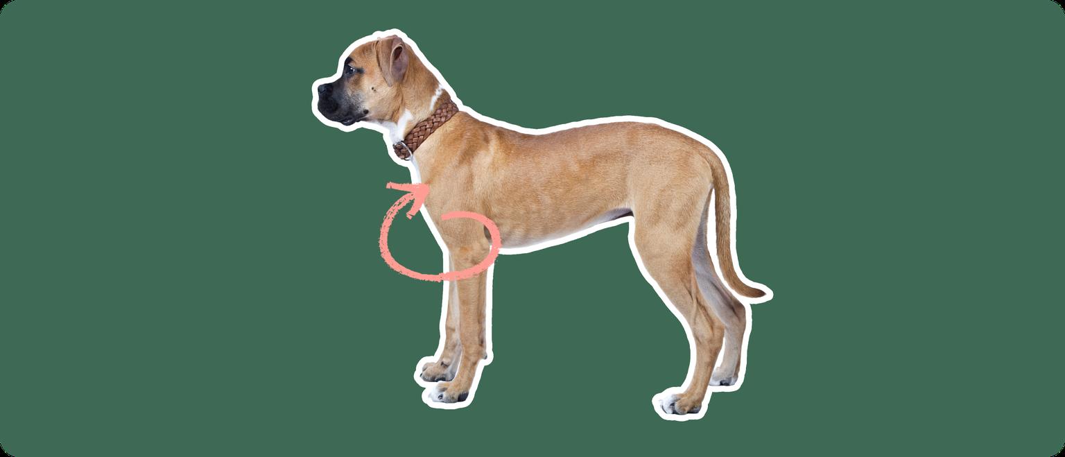 Boxer