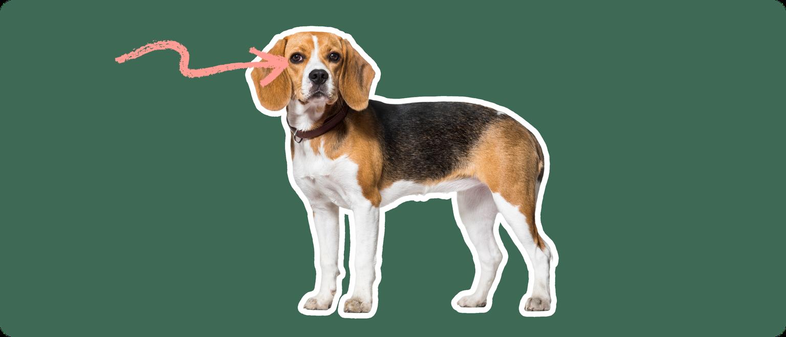Image of a brown and white beagle with a pink arrow pointing to its eye to show Cherry Eye