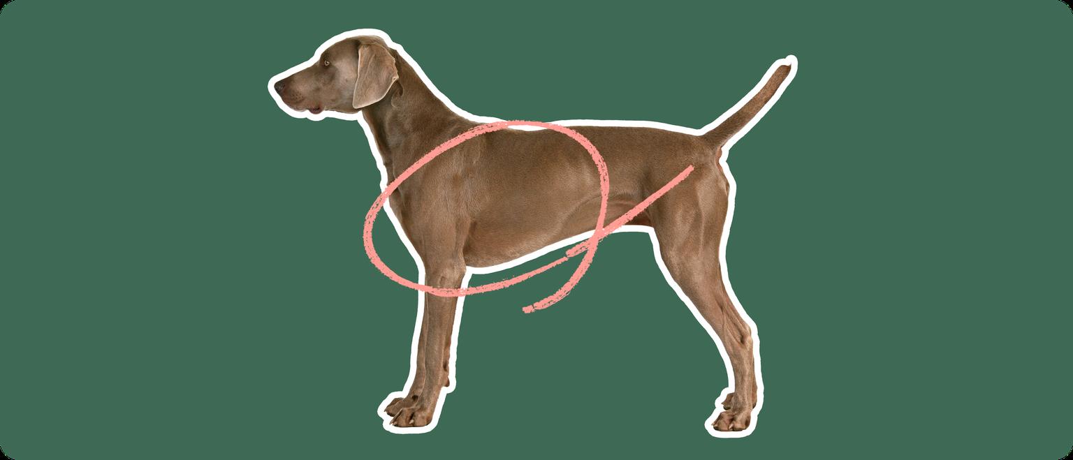 Image of a brown Weimaramer with a pink circle drawn around its chest