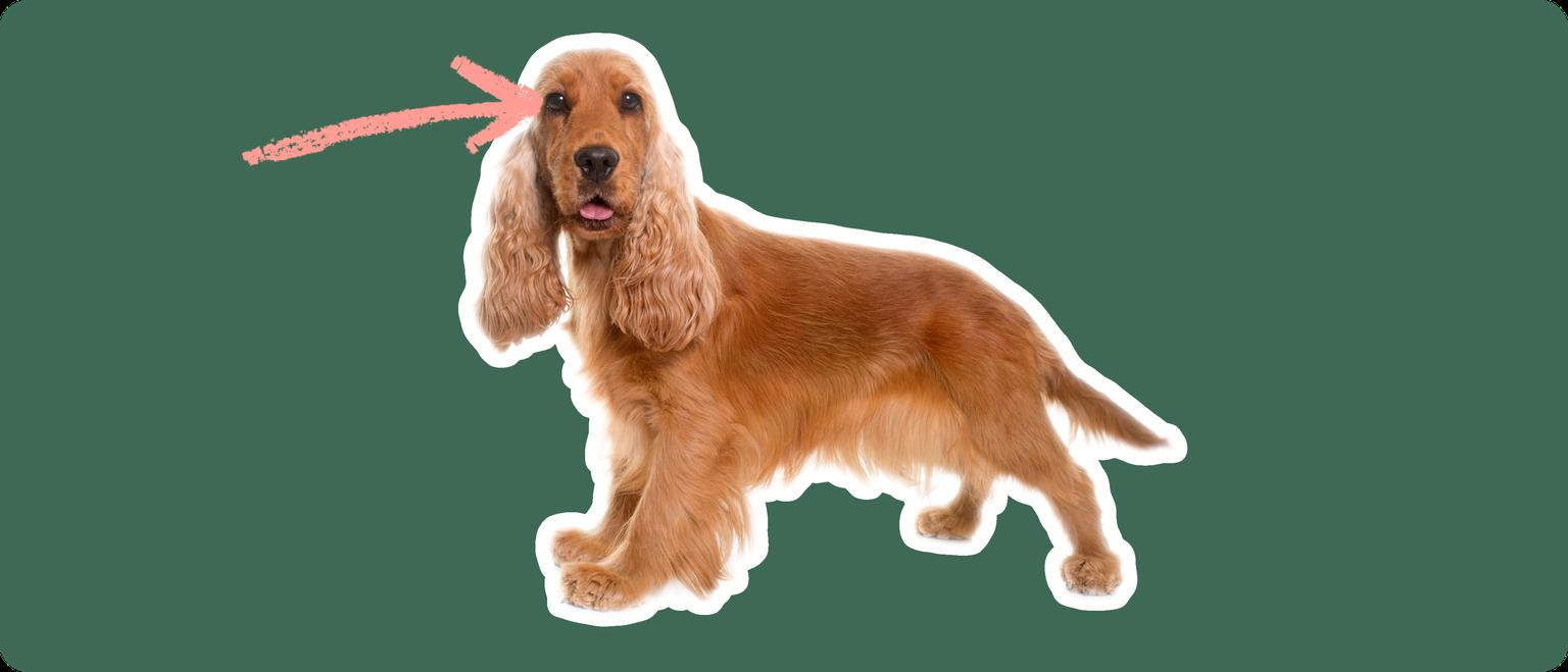 Image of a golden brown Cocker Spaniel with a pink arrow pointing to its right eye