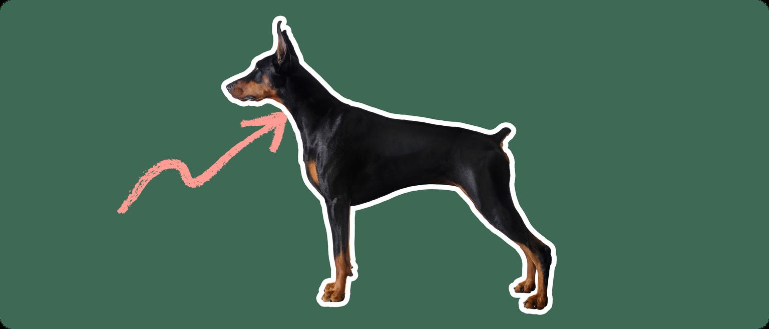 Doberman pinscher with a pink arrow drawn to its neck