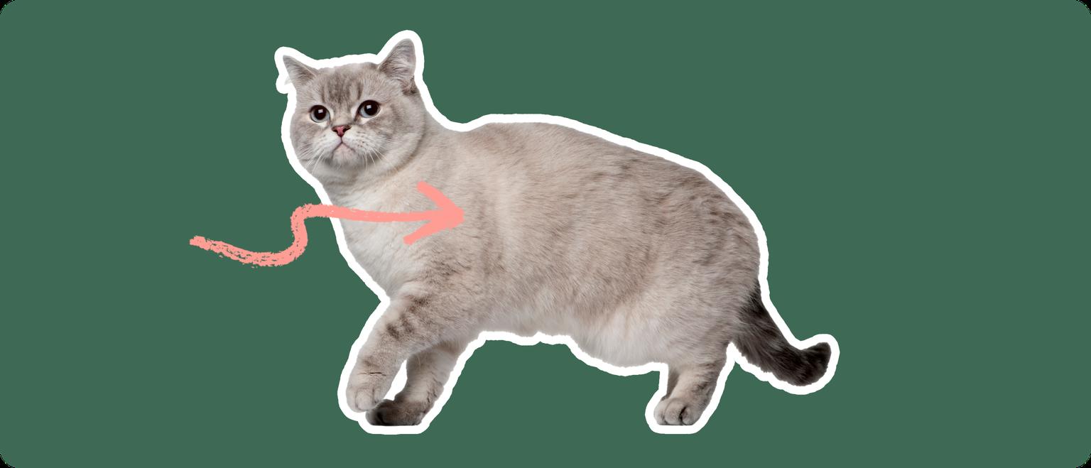 Siberian Cat