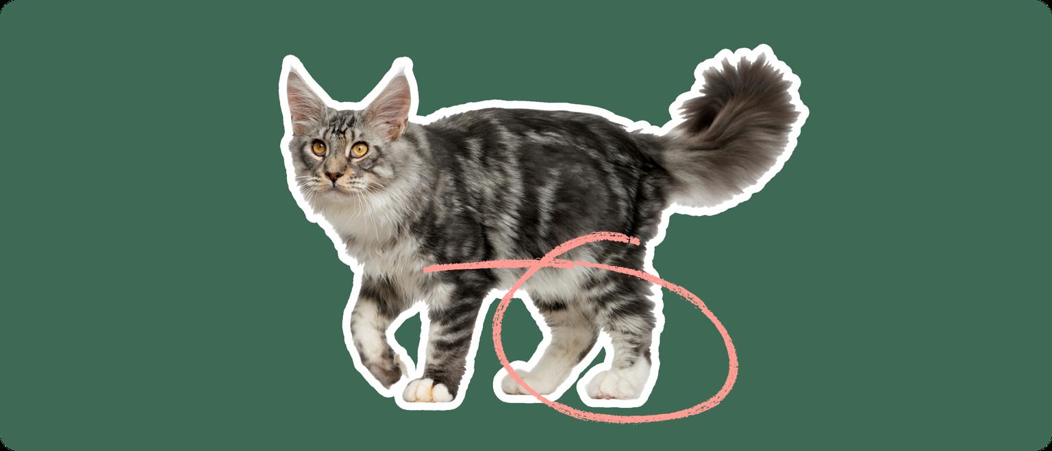 A Maine Coon cat captured mid-stride, with a pink circular highlight over the knee area to indicate the breed's potential for developing luxating patella.