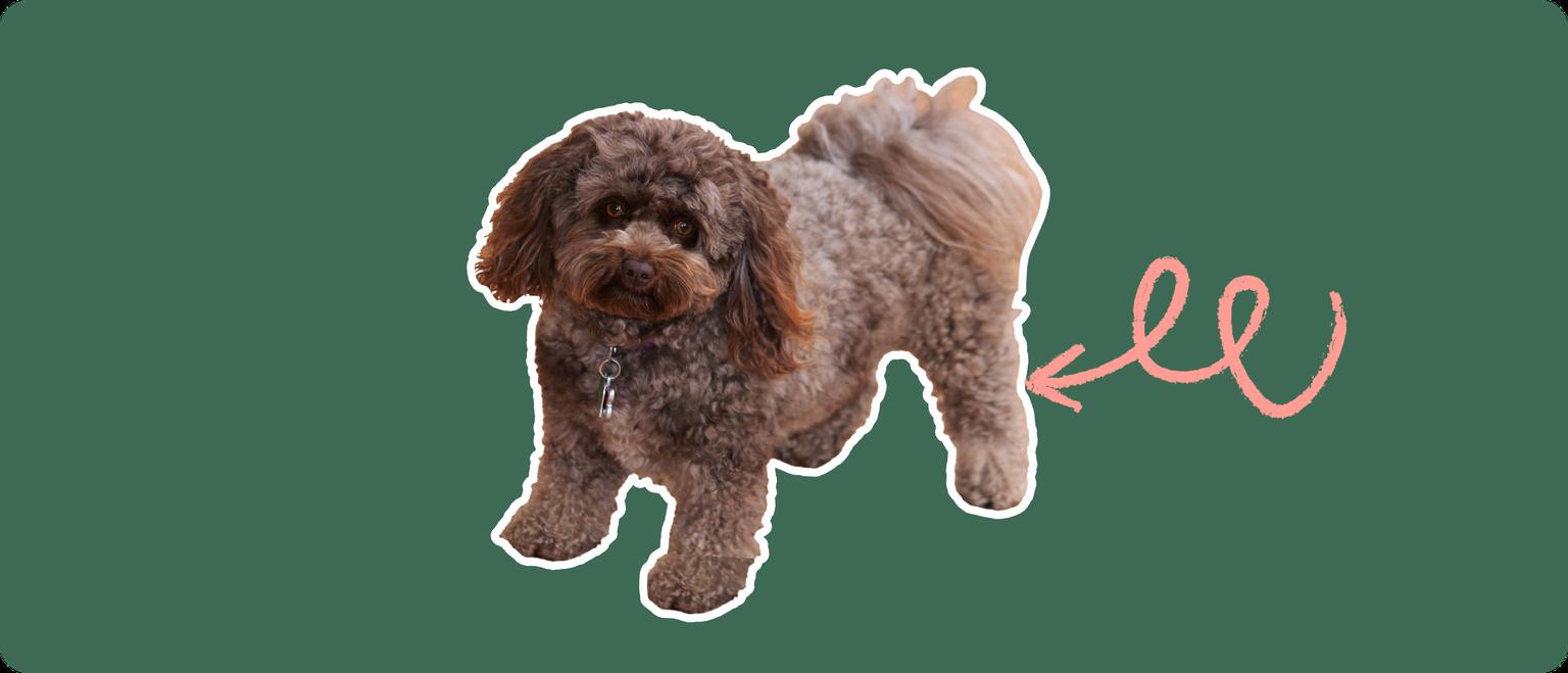 A curly brown Pomapoo dog cut out with a white outline, with a pink arrow pointing to it's back leg, on a solid green background
