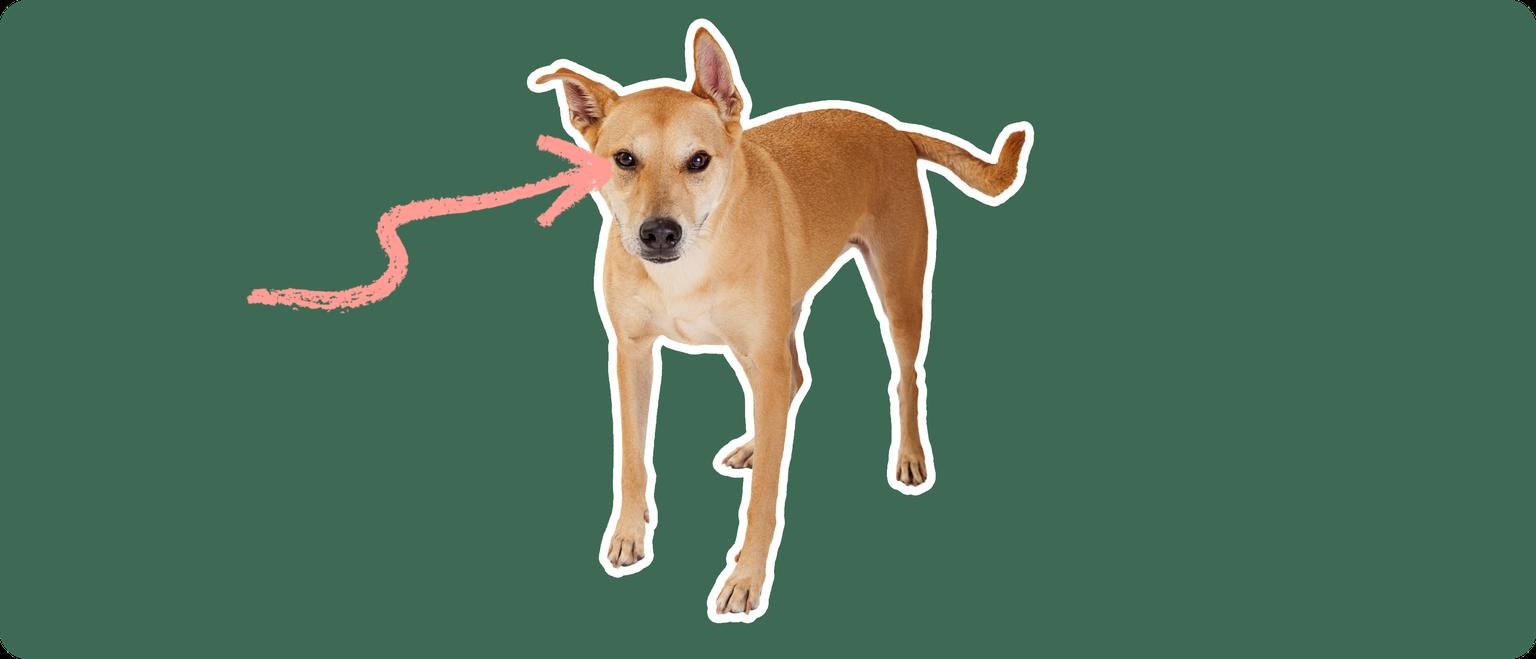 Carolina Dog with a pink arrow drawn to its eye
