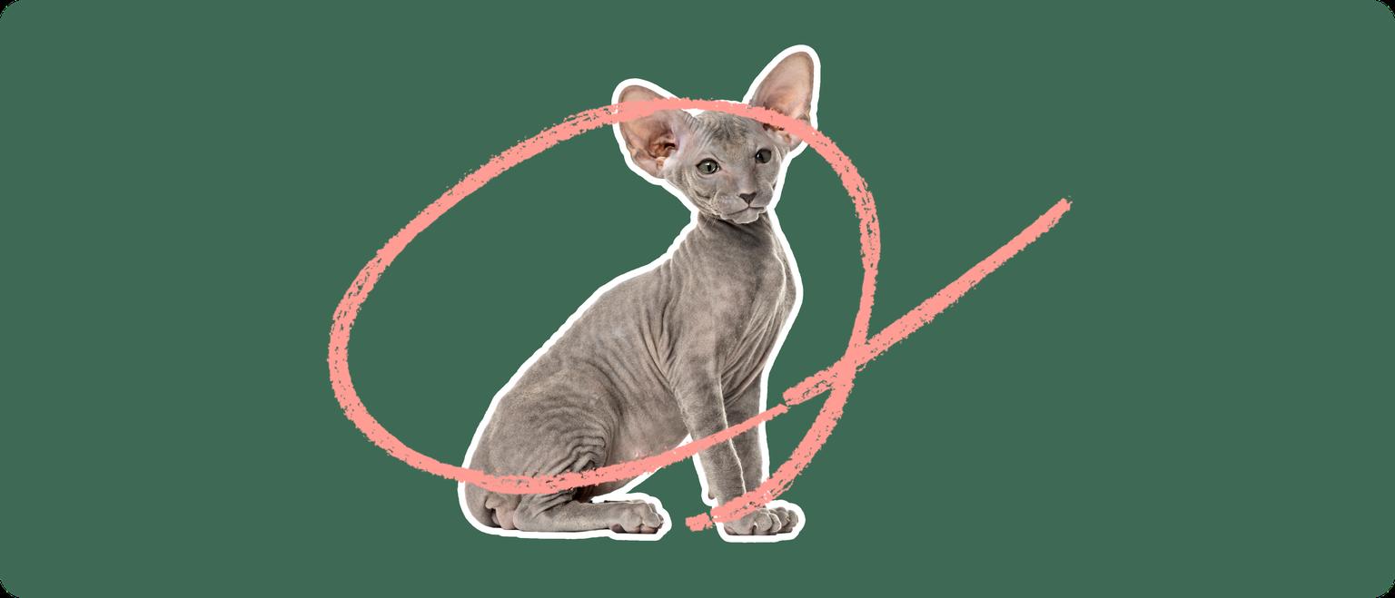 A grey peterbald cat cut out with a white outline, with a pink circle around it's body, on a solid cut background