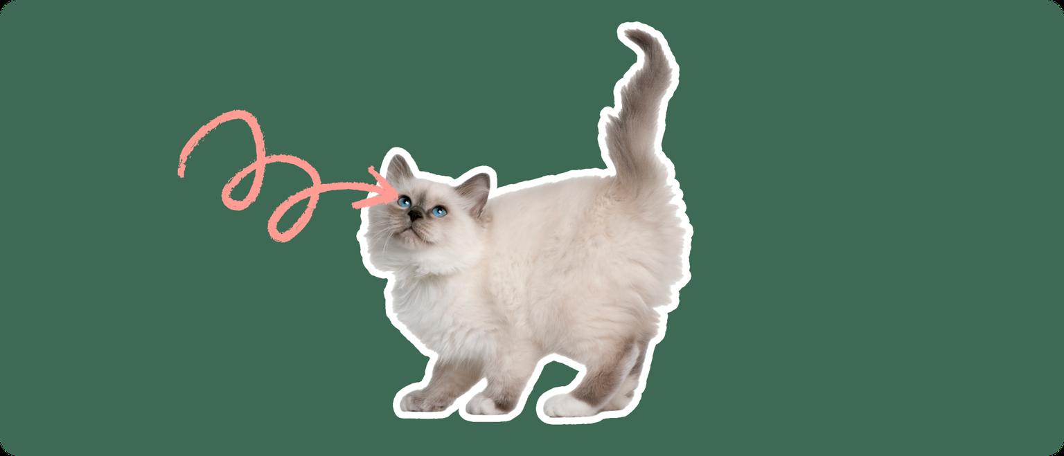 Birman