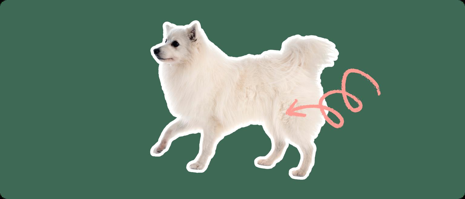 The sideview of a fluffy white American Eskimo dog cut out with a white outline, with a pink arrow pointing to it's back hip, on a solid green background