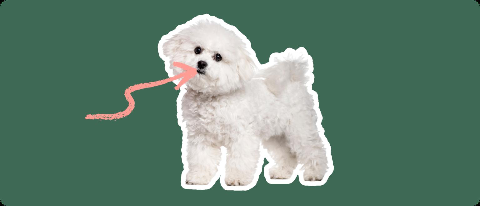 Bichon Frise