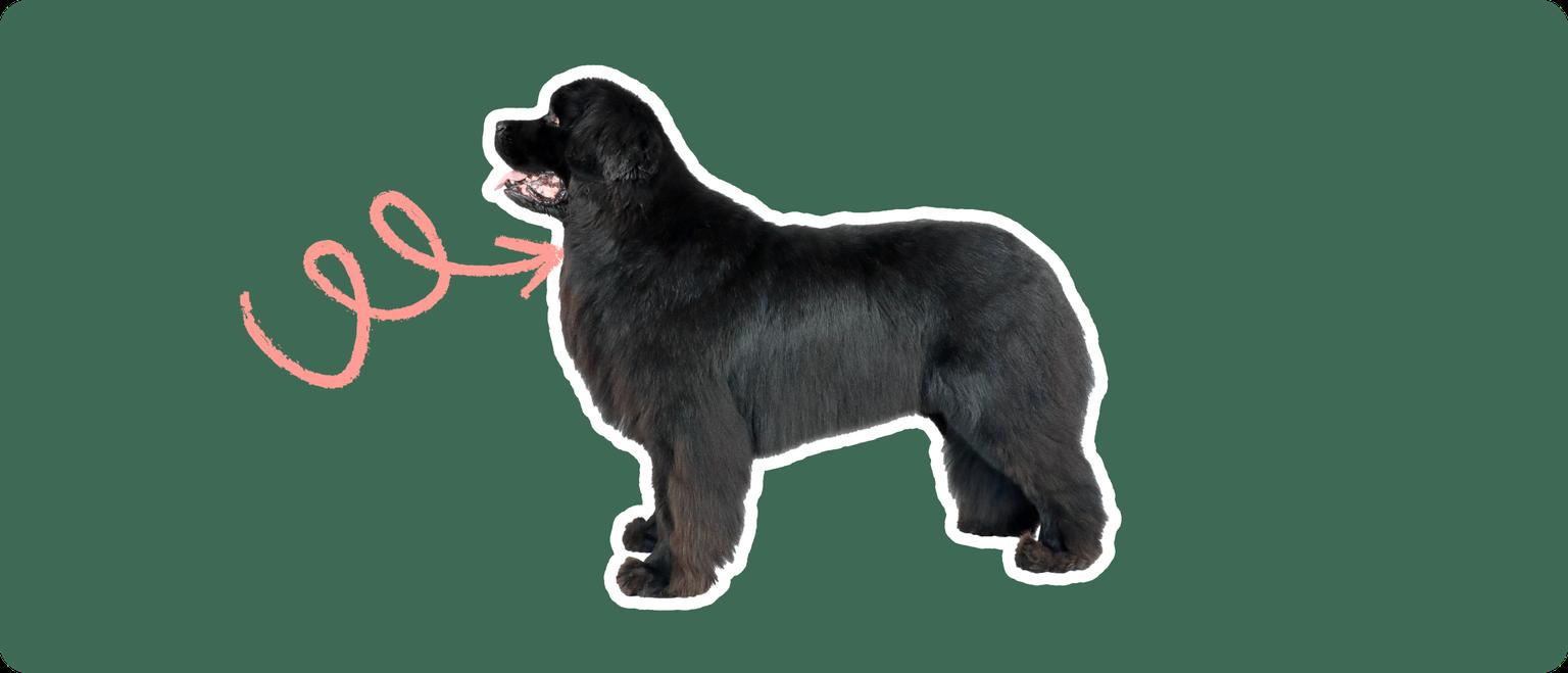 Image of a black Newfoundland dog with a pink arrow drawn to its neck