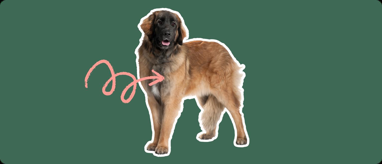 Leonberger dog with a pink arrow drawn to its chest