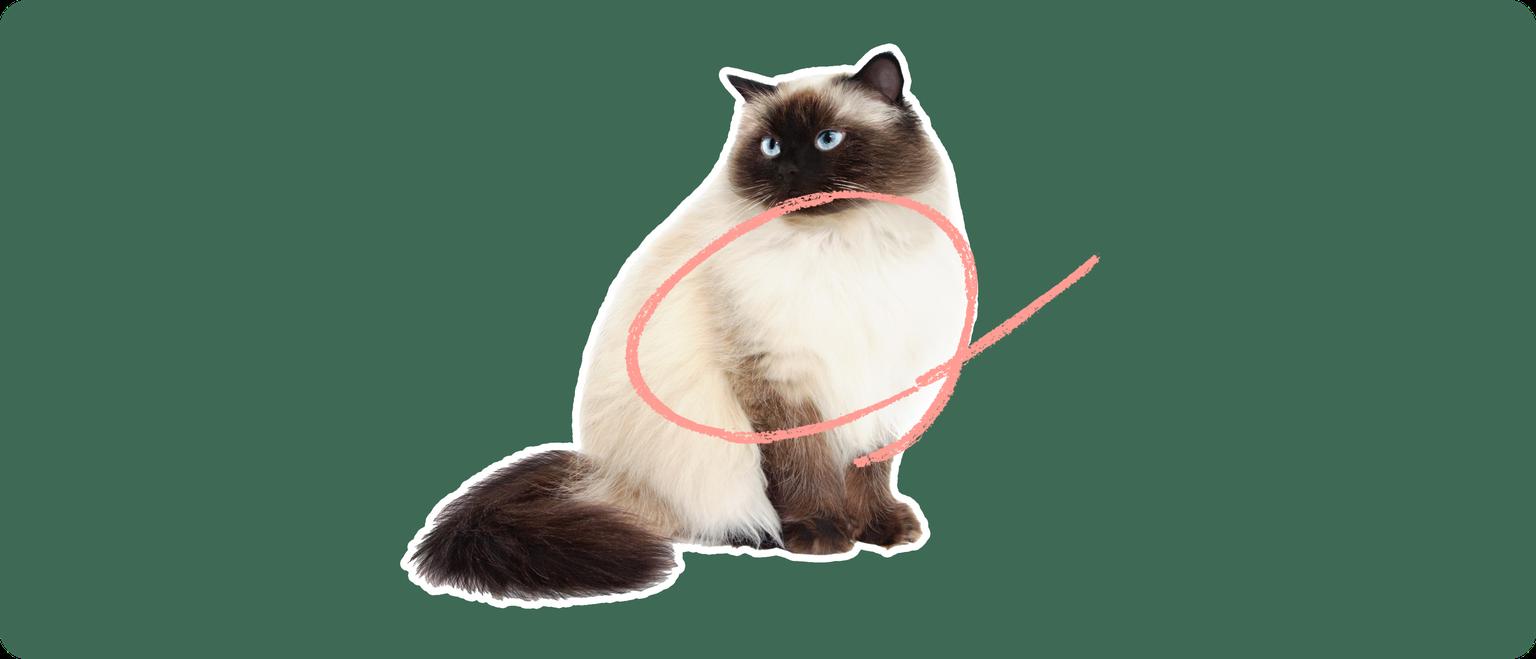 A Himalayan cat cut out with a white outline on a green background with a pink circle around it's chest