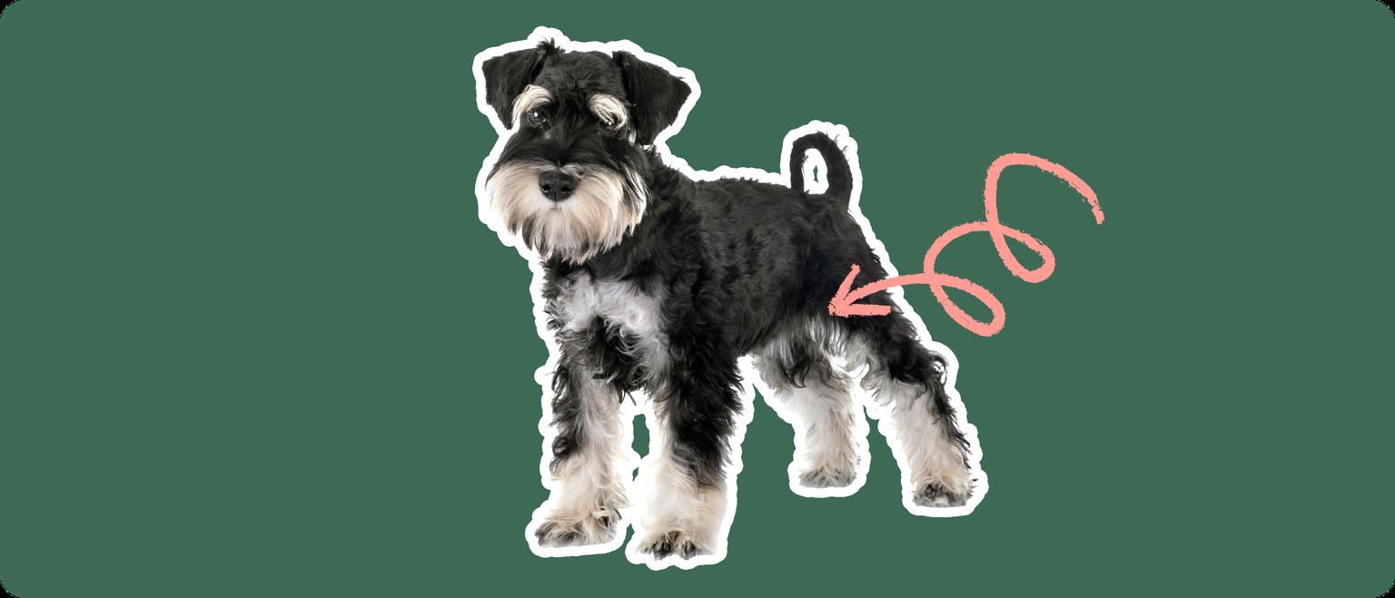 Image of a black Mini Schnauzer with a pink arrow drawn to its hip